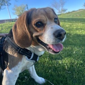 Meet your Posher, Priscilla